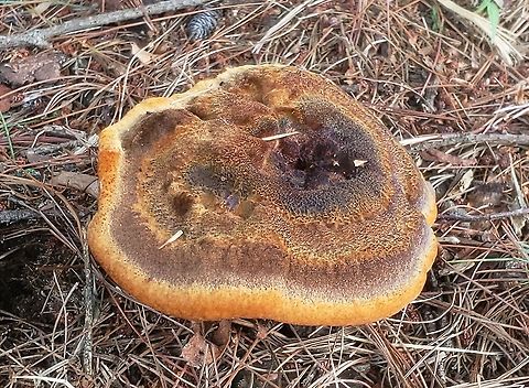 Phaeolus schweinitzii At Kinder Farm This is a picture Phaeolus schweinitzii at Kinder Farm Park in Millersville, Maryland. Geotagged,Phaeolus schweinitzii,Summer,United States,Velvet-top fungus