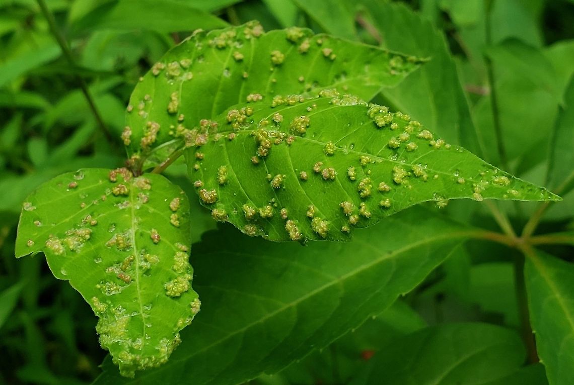 Poison Ivy Gall Mite This is a picture of Aculops rhois at the Governor Bridge Natural Area in Bowie, Maryland.<br />
 Aculops rhois,Geotagged,Spring,United States