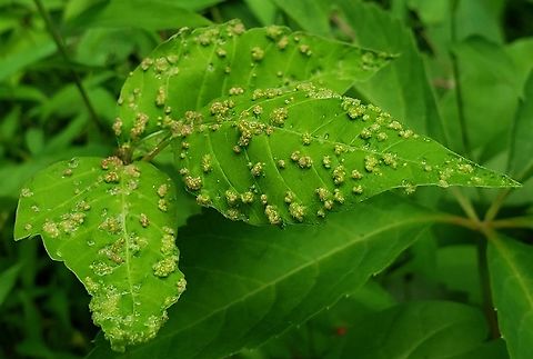 Poison Ivy Gall Mite This is a picture of Aculops rhois at the Governor Bridge Natural Area in Bowie, Maryland.
 Aculops rhois,Geotagged,Spring,United States