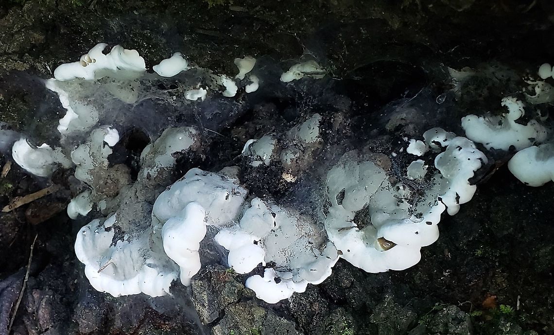 Brittle Cinder At Governor Bridge This is a picture of Kretzschmaria deusta at the Governor Bridge Natural Area in Bowie, Maryland. Brittle cinder,Geotagged,Kretzschmaria deusta,Summer,United States