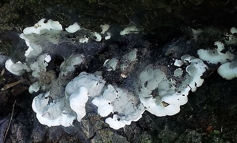 Brittle Cinder At Governor Bridge This is a picture of Kretzschmaria deusta at the Governor Bridge Natural Area in Bowie, Maryland. Brittle cinder,Geotagged,Kretzschmaria deusta,Summer,United States