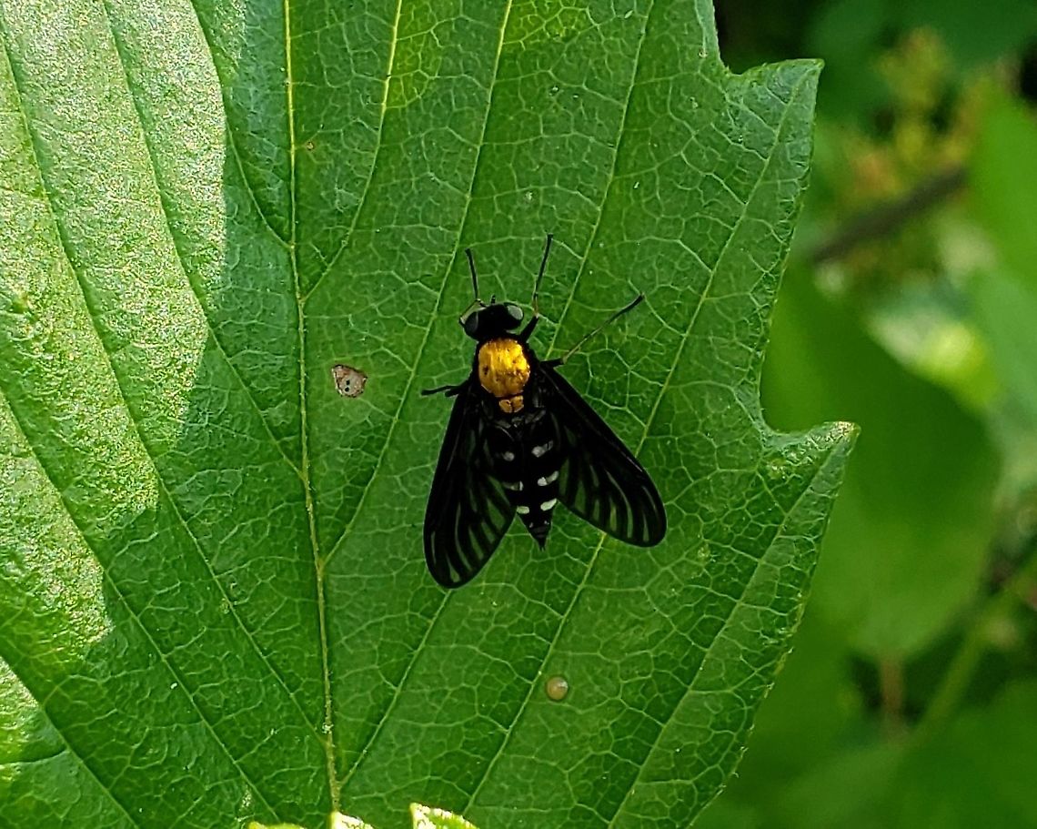 Chrysopilus thoracicus At Governor Bridge This is a picture of a Chrysopilus thoracicus at the Governor Bridge Natural Area in Bowie, Maryland.<br />
 Chrysopilus thoracicus,Geotagged,Golden-backed Snipe Fly,Spring,United States