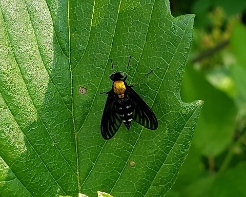 Chrysopilus thoracicus At Governor Bridge This is a picture of a Chrysopilus thoracicus at the Governor Bridge Natural Area in Bowie, Maryland.
 Chrysopilus thoracicus,Geotagged,Golden-backed Snipe Fly,Spring,United States