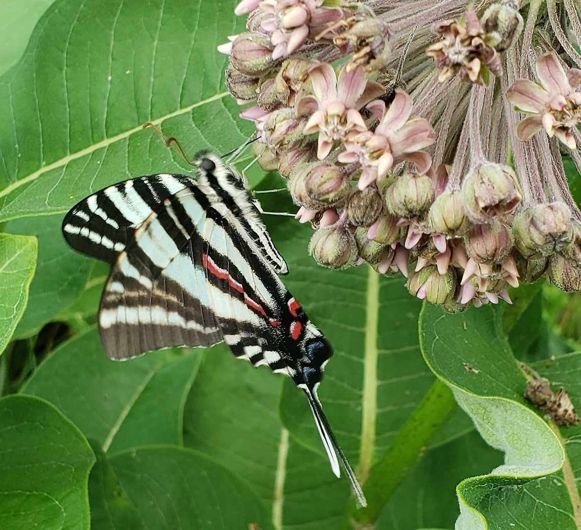 Zebra Swallowtail At Governor Bridge This is a picture of a Zebra Swallowtail at the Governor Bridge Natural Area in Bowie, Maryland. Geotagged,Protographium marcellus,Summer,United States,Zebra Swallowtail