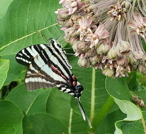 Zebra Swallowtail At Governor Bridge This is a picture of a Zebra Swallowtail at the Governor Bridge Natural Area in Bowie, Maryland. Geotagged,Protographium marcellus,Summer,United States,Zebra Swallowtail