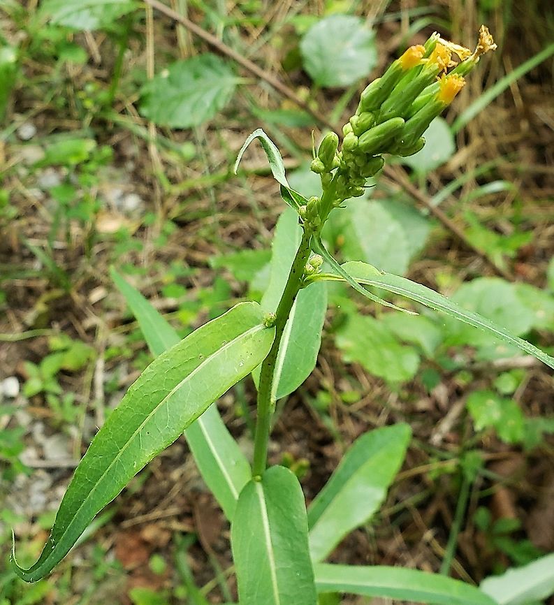 Lactuca canadensis At Governor Bridge This is a picture of a Lactuca canadensis at the Governor Bridge Natural Area in Bowie, Maryland. Geotagged,Lactuca canadensis,Summer,Tall Lettuce,United States