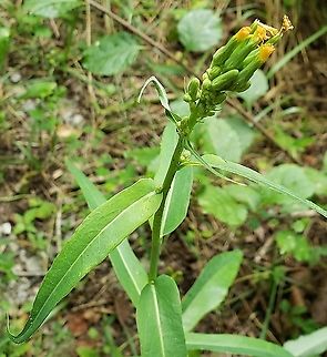 Lactuca canadensis At Governor Bridge This is a picture of a Lactuca canadensis at the Governor Bridge Natural Area in Bowie, Maryland. Geotagged,Lactuca canadensis,Summer,Tall Lettuce,United States