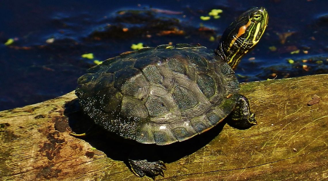 Red Eared Slider This is a picture of a Red Eared Slider at Lake Waterford Park in Pasadena, Maryland. Geotagged,Red-eared slider,Summer,Trachemys scripta elegans,United States