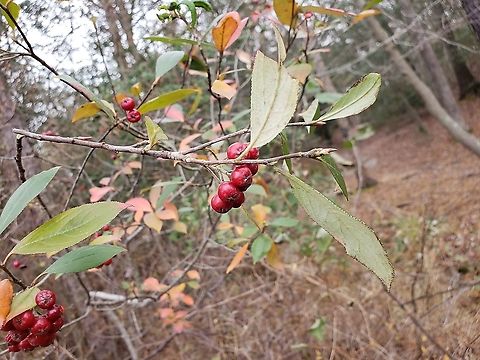 Red Chokeberry At Lake Waterford This is a picture of Red Chokeberry at Lake Waterford Park in Pasadena, Maryland. Aronia arbutifolia,Fall,Geotagged,Red Chokeberry,United States
