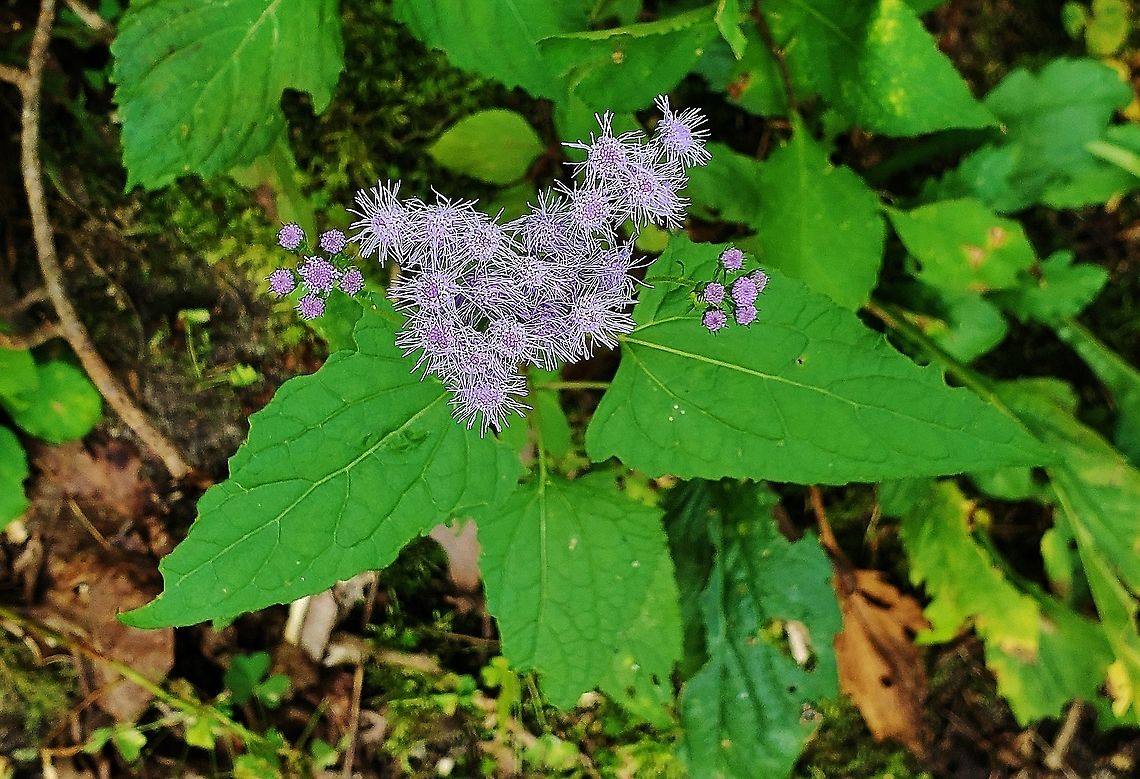 Blue Mistflower At Lake Waterford This is a picture of a Blue Mistflower at Lake Waterford Park in Pasadena, Maryland. Blue Mistflower,Conoclinium coelestinum,Geotagged,Summer,United States