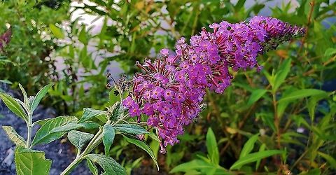 Butterfly-Bush At Lake Waterford This is a picture of a Buddleja davidii at Lake Waterford in Pasadena, Maryland. Buddleja davidii,Butterfly-bush,Geotagged,Summer,United States