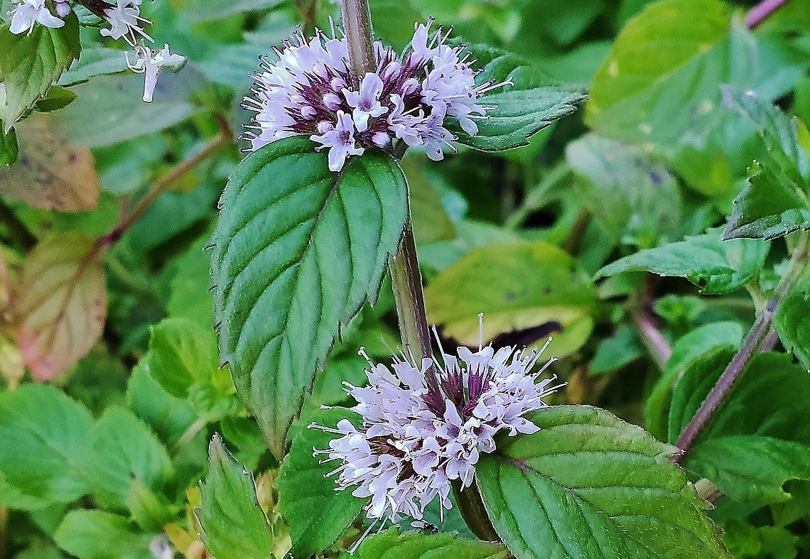Water Mint At Lake Waterford This is a picture of Water Mint at Lake Waterford Park in Pasadena, Maryland. Geotagged,Mentha aquatica,Summer,United States,Water mint