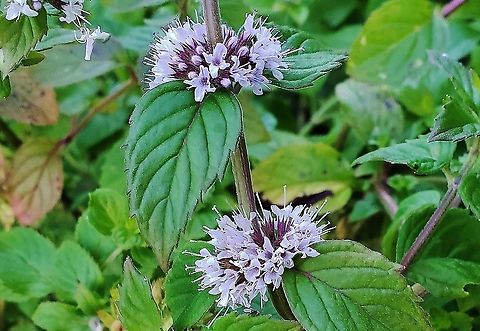 Water Mint At Lake Waterford This is a picture of Water Mint at Lake Waterford Park in Pasadena, Maryland. Geotagged,Mentha aquatica,Summer,United States,Water mint