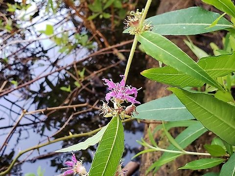 Decodon verticillatus At Lake Waterford This is a picture of Decodon verticillatus at Lake Waterford Park in Pasadena, Maryland. Decodon  verticillatus,Decodon verticillatus,Geotagged,Summer,United States