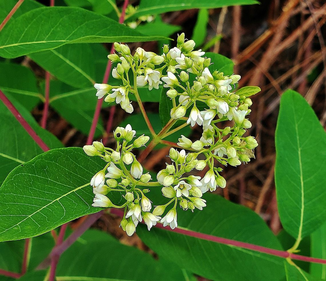Apocynum cannabinum At Kinder Farm Park This is a picture of Apocynum cannabinum at Kinder Farm Park in Millersville, Maryland. Apocynum cannabinum,Geotagged,Hemp Dogbane,Summer,United States