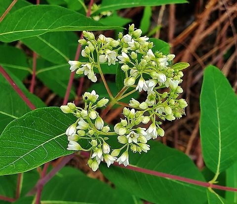 Apocynum cannabinum At Kinder Farm Park This is a picture of Apocynum cannabinum at Kinder Farm Park in Millersville, Maryland. Apocynum cannabinum,Geotagged,Hemp Dogbane,Summer,United States
