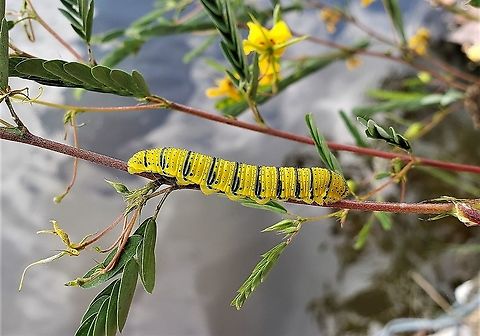 Clouded Sulphur At Lake Waterford This is a picture of a Clouded Sulphur Caterpillar at Lake Waterford Park in Pasadena, Maryland. Clouded Sulphur,Colias philodice,Geotagged,Summer,United States