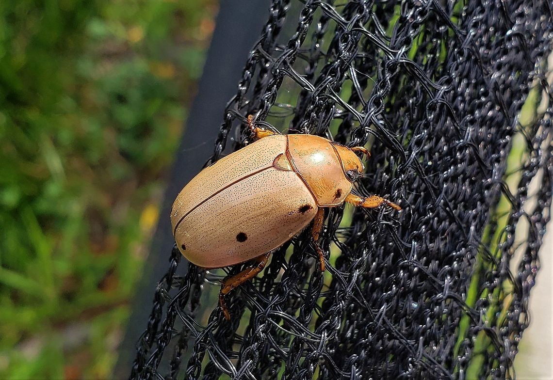 Grapevine Beetle At AACC This is a picture of a Grapevine Beetle at Anne Arundel Community College in Arnold, Maryland. Geotagged,Grapevine beetle,Pelidnota punctata,Summer,United States
