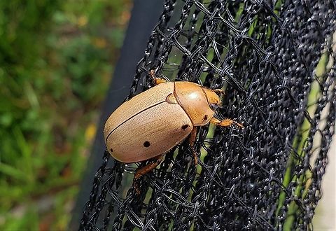Grapevine Beetle At AACC This is a picture of a Grapevine Beetle at Anne Arundel Community College in Arnold, Maryland. Geotagged,Grapevine beetle,Pelidnota punctata,Summer,United States