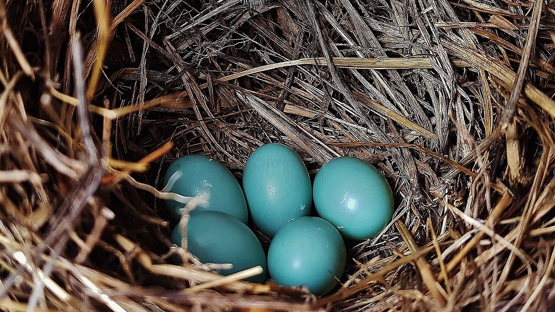 Eastern Bluebird Eggs This is a picture of some Eastern Bluebird Eggs on the North Tract of the Patuxent Research Refuge near Fort Meade, Maryland. Eastern Bluebird,Sialia sialis