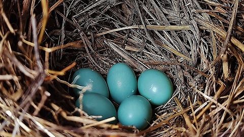Eastern Bluebird Eggs This is a picture of some Eastern Bluebird Eggs on the North Tract of the Patuxent Research Refuge near Fort Meade, Maryland. Eastern Bluebird,Sialia sialis