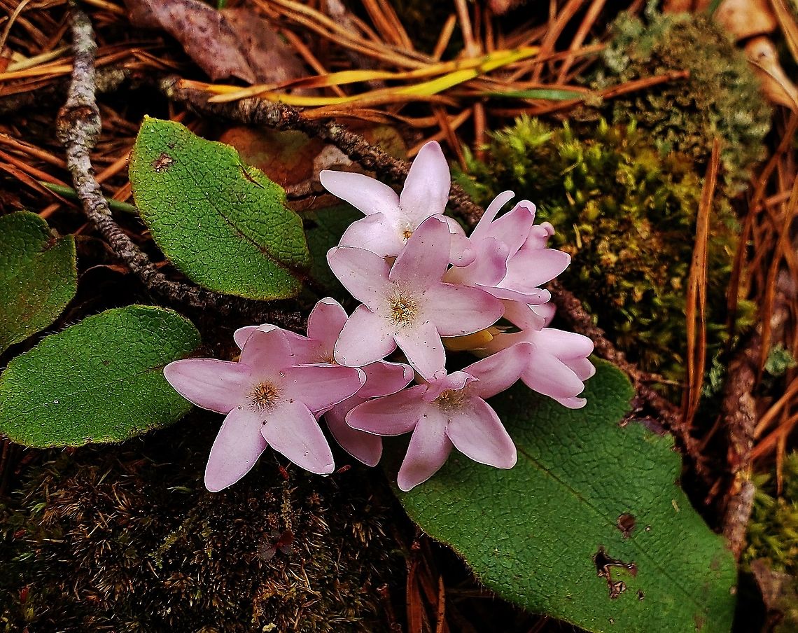 Trailing Arbustus At North Tract This is a picture of Trailing Arbutus on the North Tract of the Patuxent Research Refuge near Fort Meade, Maryland. Epigaea repens,Geotagged,Spring,Trailing arbutus,United States