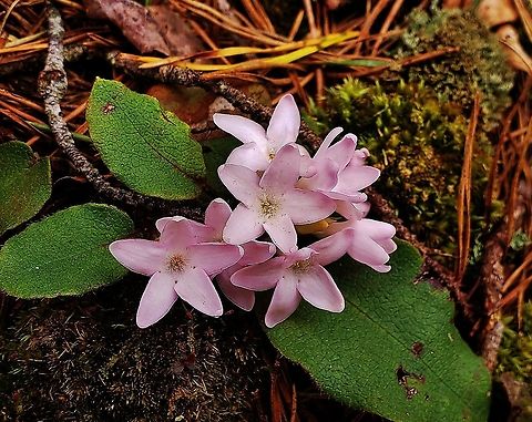 Trailing Arbustus At North Tract This is a picture of Trailing Arbutus on the North Tract of the Patuxent Research Refuge near Fort Meade, Maryland. Epigaea repens,Geotagged,Spring,Trailing arbutus,United States