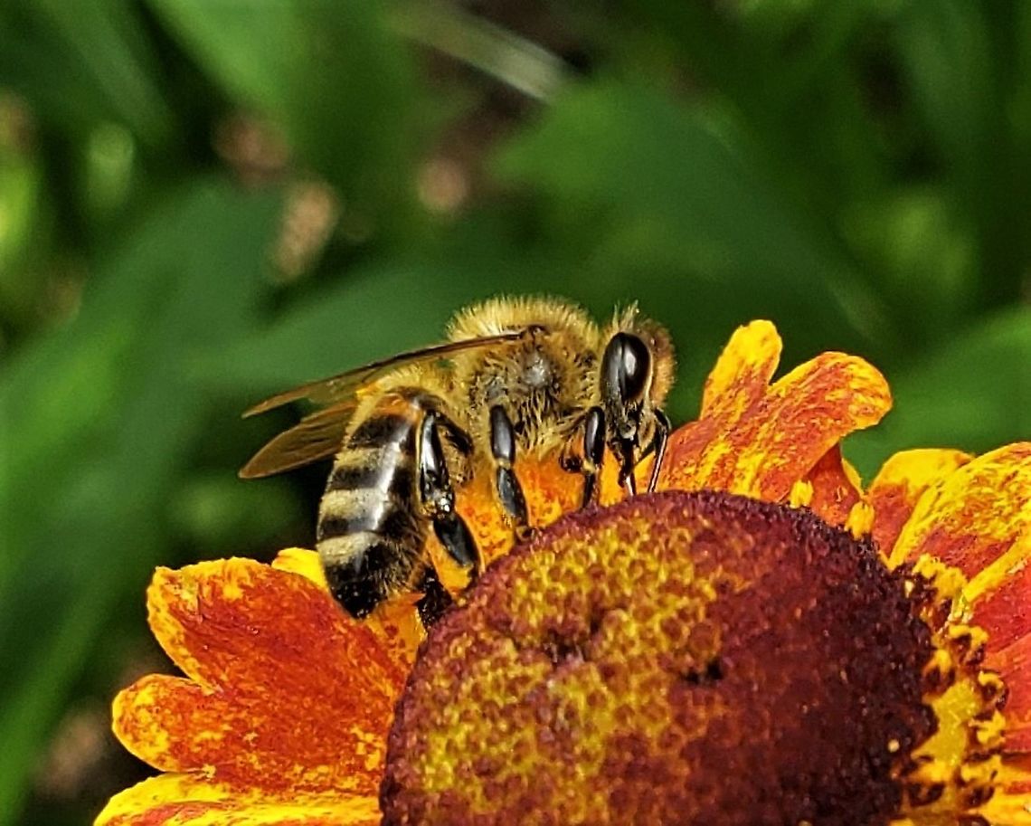 Western Honey Bee at Downs Park This is a picture of a Western Honey Bee at Downs Park in Pasadena, Maryland. Apis mellifera,Geotagged,Summer,United States,Western honey bee
