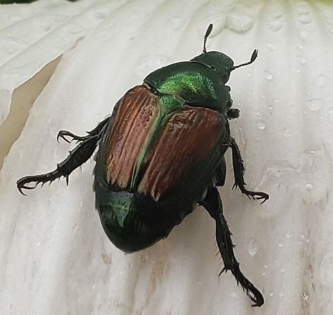 Japanese Beetle At Downs Park This is a picture of a Japanese Beetle at Downs Park in Pasadena, Maryland. Geotagged,Japanese Beetle,Popillia japonica,Summer,United States
