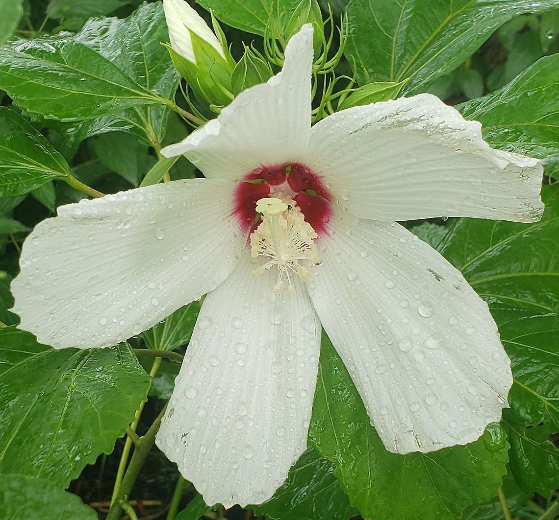 Hibiscus moscheutos At Downs Park This is a picture of Hibiscus moscheutos at Downs Park in Pasadena, Maryland. Geotagged,Hibiscus moscheutos,Summer,United States