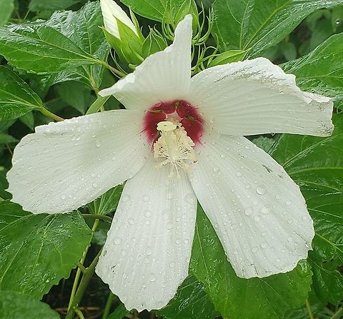 Hibiscus moscheutos At Downs Park This is a picture of Hibiscus moscheutos at Downs Park in Pasadena, Maryland. Geotagged,Hibiscus moscheutos,Summer,United States