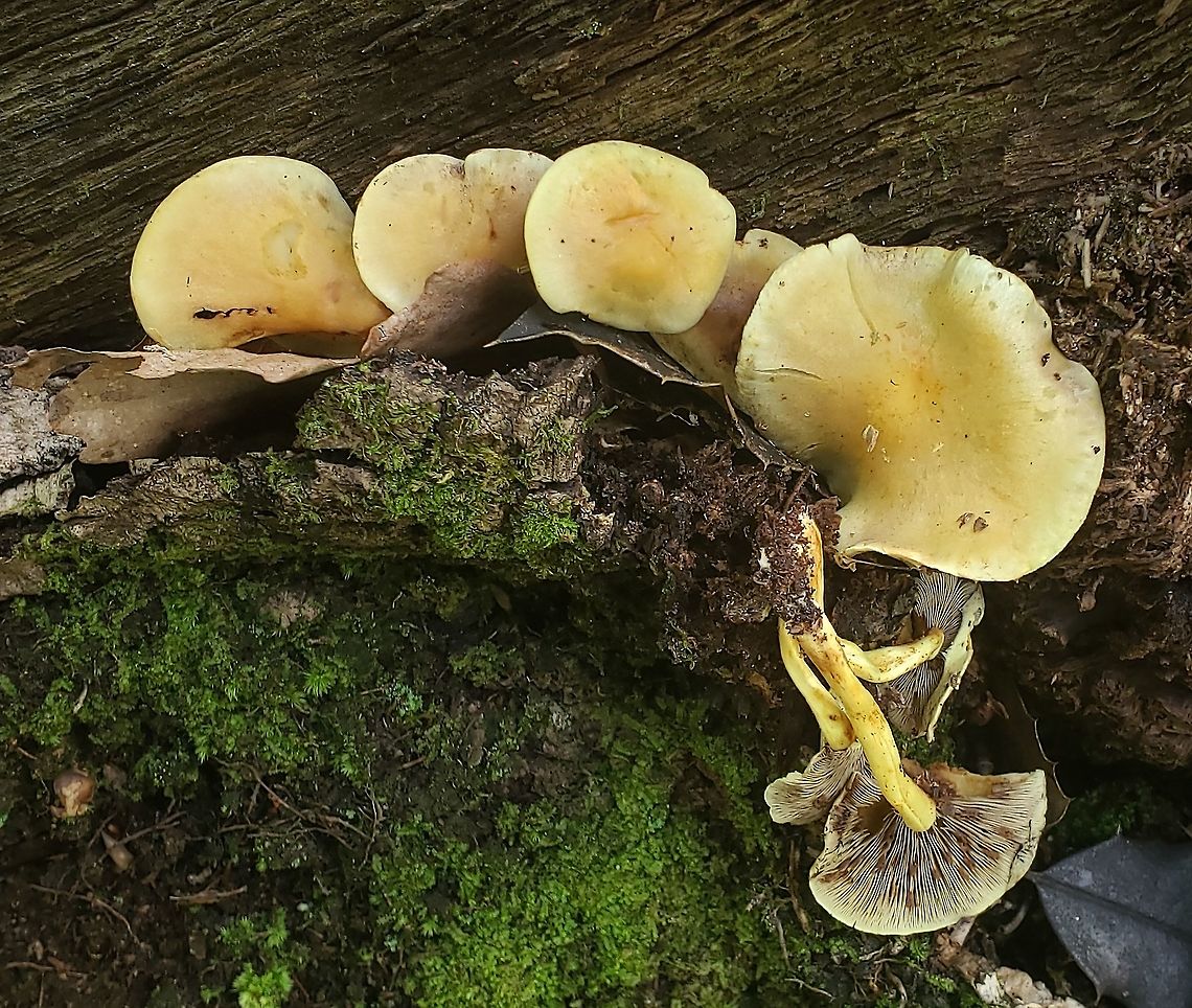 Sulphur Tuft At Downs Park This is a picture of Sulphur Tuft at Downs Park in Pasadena, Maryland Geotagged,Hypholoma fasciculare,Sulphur tuft,Summer,United States