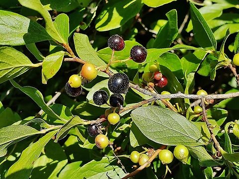 Black Huckleberries At South Tract This is a picture of Black Huckleberries on the South Tract of the Patuxent Research Refuge near Laurel, Maryland. Black huckleberry,Gaylussacia baccata,Geotagged,Summer,United States
