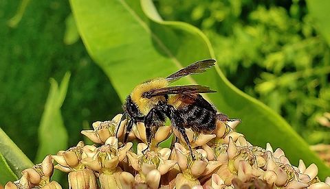 Brown-Belted Bumble Bee at North Tract This is a picture of Bombus griseocollis on the North Tract of the Patuxent Research Refuge near Fort Meade, Maryland. Bombus griseocollis,Brown-belted bumblebee,Geotagged,Summer,United States