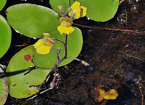 Common Bladderwort At North Tract This is a picture of Common Bladderwort on the North Tract of the Patuxent Research Refuge near Fort Meade, Maryland. Common bladderwort,Geotagged,Summer,United States,Utricularia vulgaris
