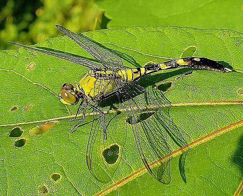 Common Pondhawk At North Tract This is a picture of a Common Pondhawk on the North Tract of the Patuxent Research Refuge near Fort Meade, Maryland. Eastern pondhawk,Erythemis simplicicollis,Geotagged,Summer,United States