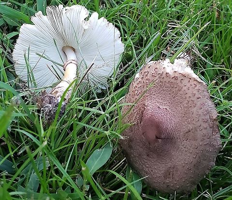 Leucoagaricus americanus At Kinder Farm Park This is a picture of Leucoagaricus americanus at Kinder Farm Park in Millersville, Maryland. Geotagged,Leucoagaricus americanus,Summer,United States