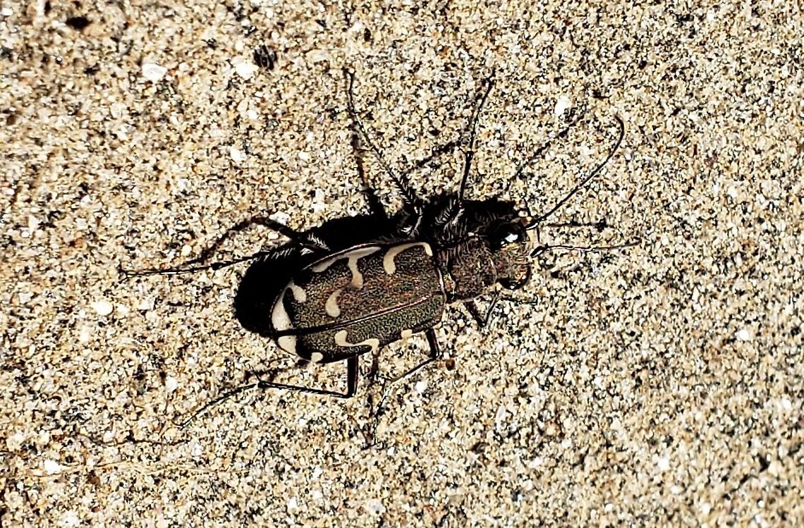 Cicindela repanda This is a picture of a Cicindela repanda at Patapsco Valley State Park in Catonsville, Maryland. Bronzed tiger beetle,Cicindela repanda,Geotagged,Spring,United States