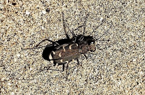 Cicindela repanda This is a picture of a Cicindela repanda at Patapsco Valley State Park in Catonsville, Maryland. Bronzed tiger beetle,Cicindela repanda,Geotagged,Spring,United States