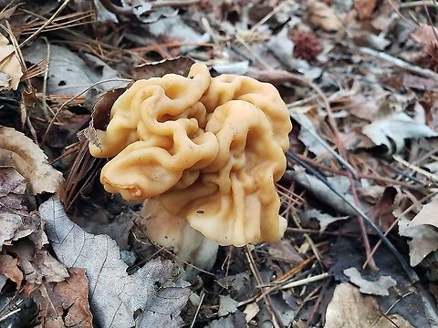 Gyromitra korfii This is a picture of Gyromitra korfii at the Governor Bridge Natural Area in Bowie, Maryland. Geotagged,Gyromitra gigas,Snow Morel,United States,Winter