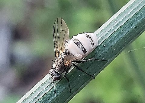 Entomophthora muscae This is a picture of a fly infected with Entomophthora muscae at Rockburn Branch Park in Elkridge, Maryland. Entomophthora muscae,Geotagged,Spring,United States