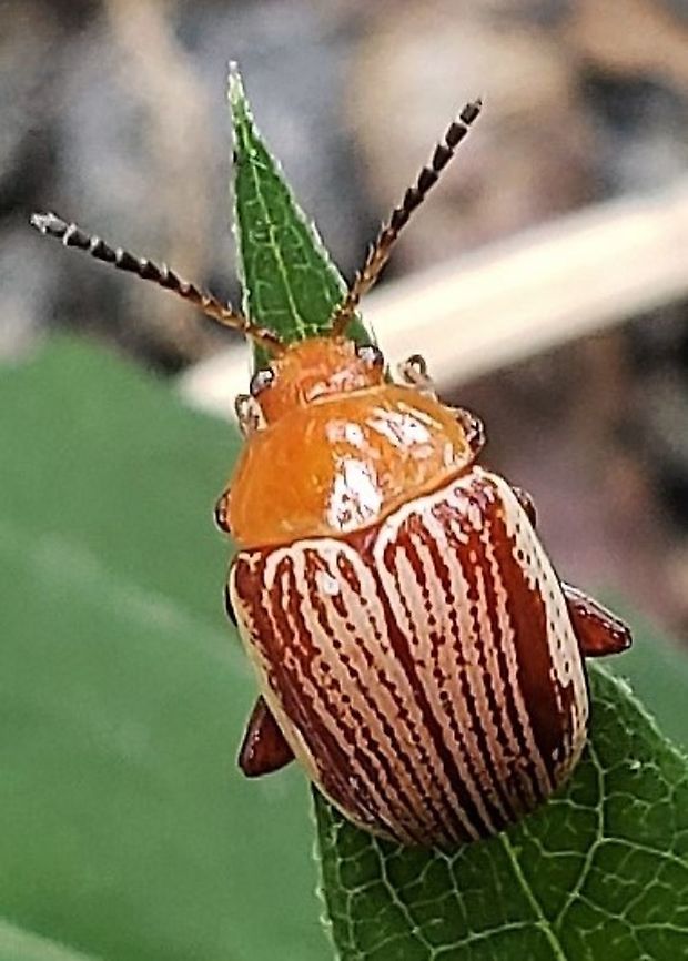 Sumac Flea Beetle This is a picture of a Blepharida rhois at Greenbury Point near Annapolis, Maryland.<br />
 Blepharida rhois,Geotagged,Summer,United States