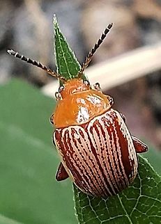 Sumac Flea Beetle This is a picture of a Blepharida rhois at Greenbury Point near Annapolis, Maryland.
 Blepharida rhois,Geotagged,Summer,United States