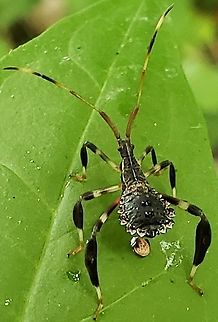Acanthocephala terminalis This is a picture of a Acanthocephala terminalis. Acanthocephala terminalis,Geotagged,Summer,United States