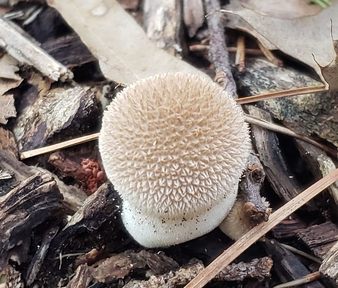Peeling Puffball At Beechwood Park This is a picture of a Peeling Puffball at Beechwood Park in Pasadena, Maryland. Geotagged,Lycoperdon marginatum,Peeling puffball,Summer,United States