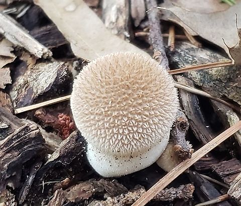 Peeling Puffball At Beechwood Park This is a picture of a Peeling Puffball at Beechwood Park in Pasadena, Maryland. Geotagged,Lycoperdon marginatum,Peeling puffball,Summer,United States
