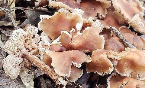 Marasmiellus luxurians At Beechwood Park This is a picture of Marasmiellus luxurians at Beechwood Park in Pasadena, Maryland. Geotagged,Luxury Caps,Marasmiellus luxurians,Summer,United States