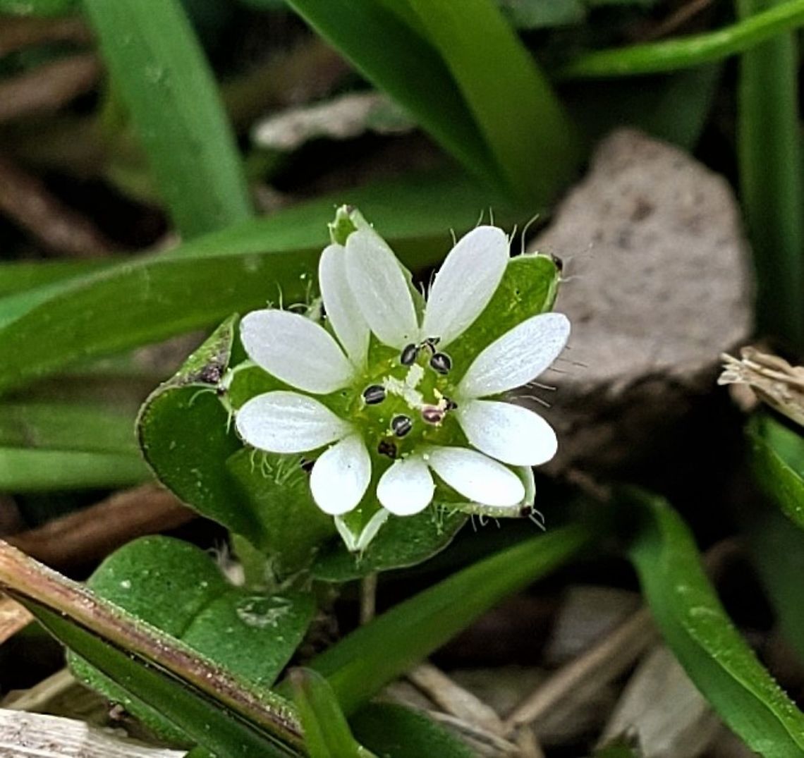 Common Chickweed At Fort Howard This is a picture of Common Chickweed at Fort Howard Park in Baltimore County, Maryland. Common chickweed,Geotagged,Stellaria media,United States,Winter