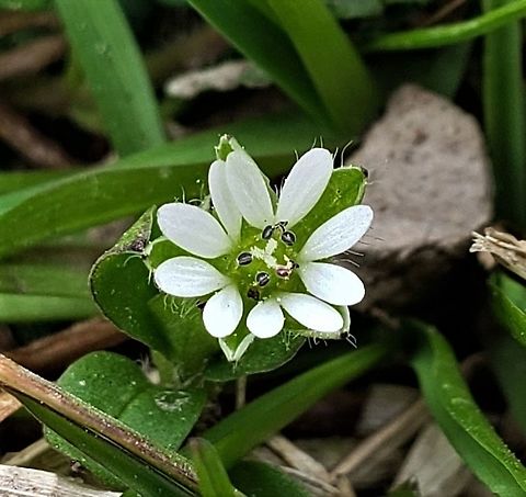 Common Chickweed At Fort Howard This is a picture of Common Chickweed at Fort Howard Park in Baltimore County, Maryland. Common chickweed,Geotagged,Stellaria media,United States,Winter