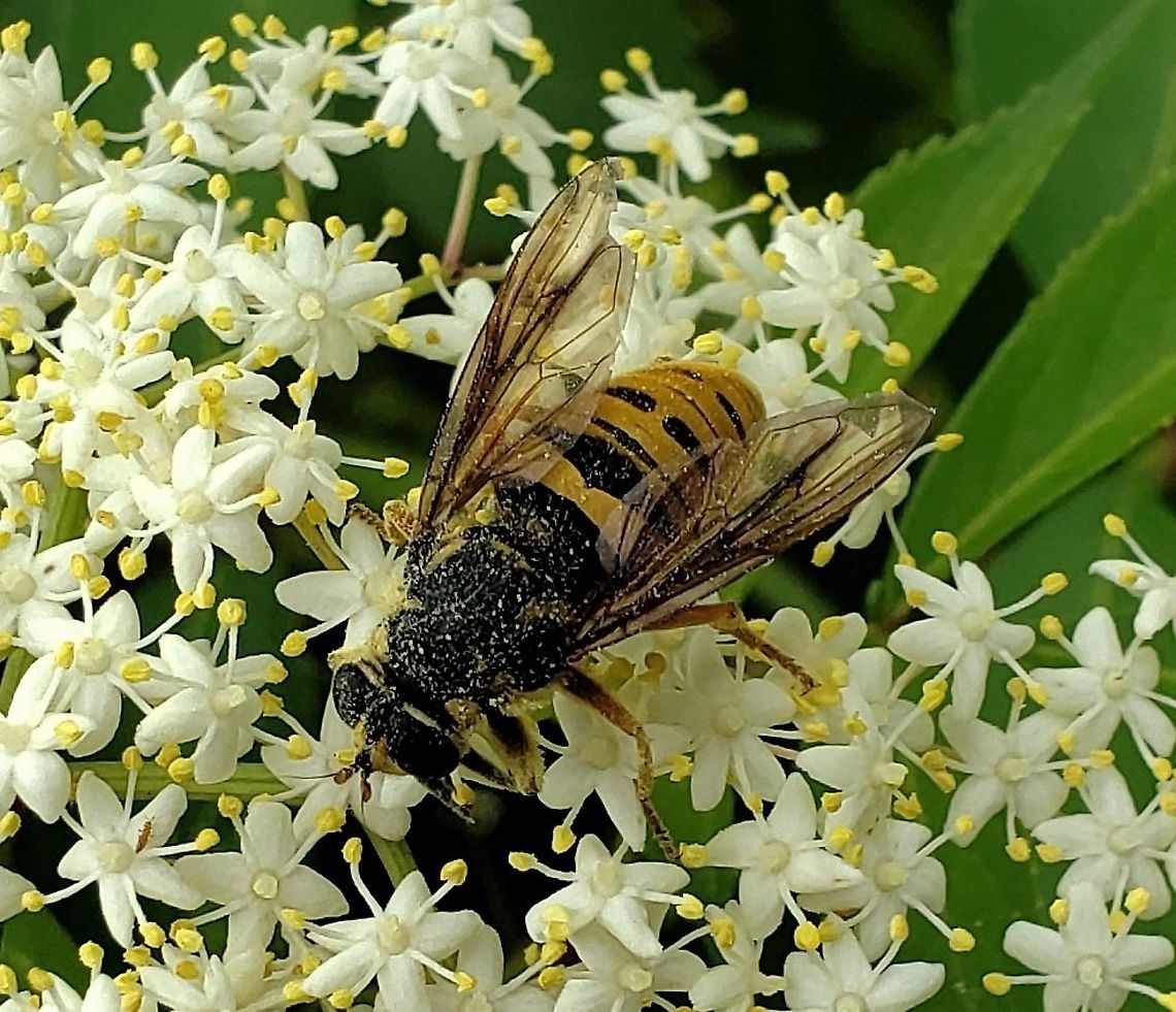 Temnostoma excentrica This is a picture of a Temnostoma excentrica on the North Tract of the Patuxent Research Refuge near Fort Meade, Maryland. Black-spotted Falsehorn,Geotagged,Spring,Temnostoma excentrica,United States